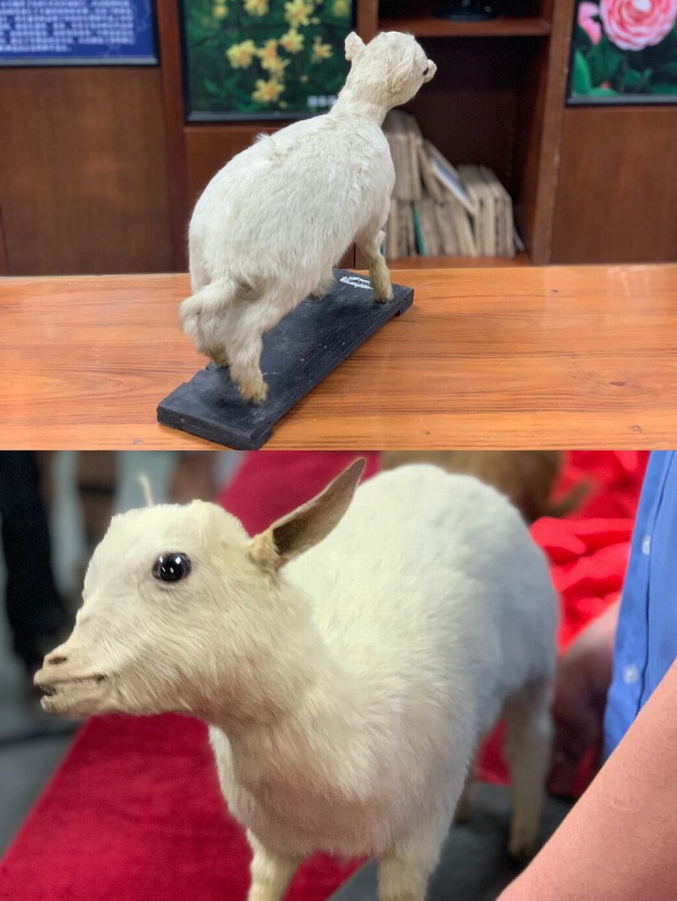 羊标本修复前后对比.