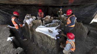 墨西哥城新机场工地挖出上百具猛犸象遗骸
