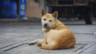大连有奖举报48种禁养犬，中华田园犬被列入烈性犬种类