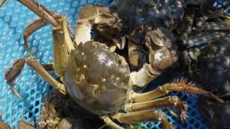 “螃蟹大战”在即：江苏高淳固城湖螃蟹预计产量1.7万吨