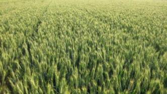 产粮大省山东推力度最大、涉及面最广小麦新政，传递什么信号