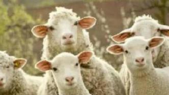 蒙古国捐赠的3万只羊即将变成羊肉送达湖北