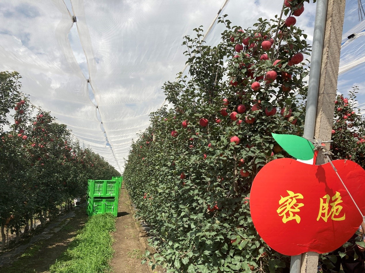 走访甘肃庆阳宁县：长在“藤”上的苹果带来现代产业扶贫路