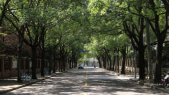 地图来啦！上海今年新增22条林荫道正式命名