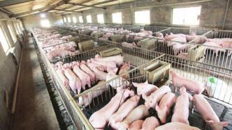农业农村部：8月生猪生产继续恢复，四季度供需将进一步缓和