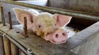 中国农科院获全球首例抗三种重大疫病猪，繁殖及生产性能正常