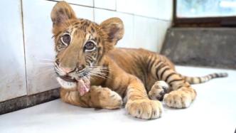 世界唯一虎狮虎兽宝宝过百天：已度过危险期，每天吃3斤牛肉