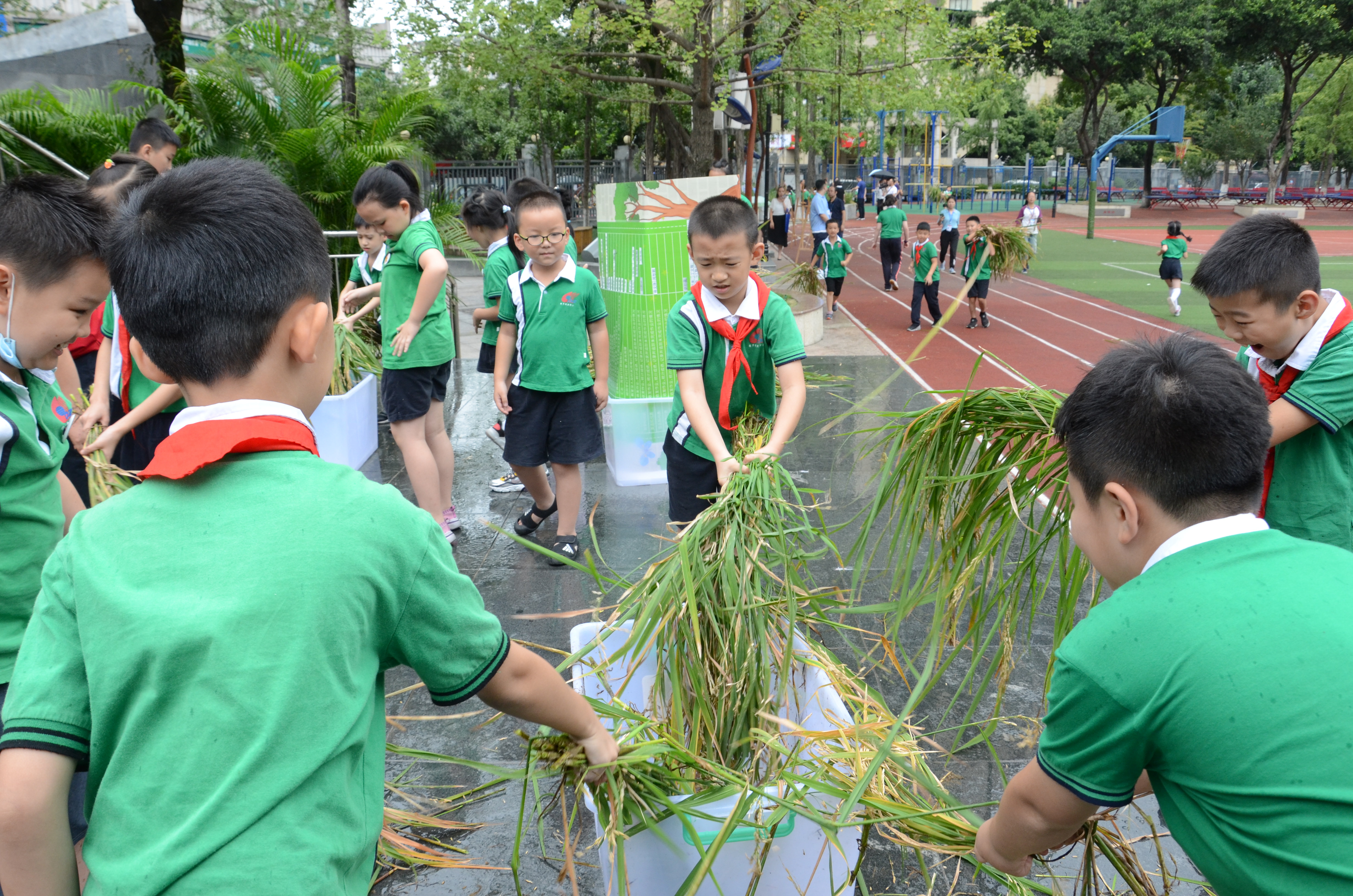 电子科大附小学生开学收获亲手种的水稻称重后可带回家食用