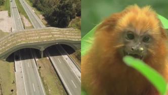 巴西建“過街天橋”，讓野生動物安全過馬路