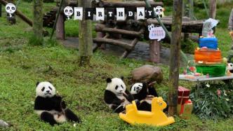 四川卧龙神树坪基地办熊猫宝宝生日会，10多只滚滚集体亮相