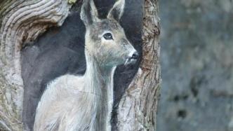 南京灵谷寺景区现动物手绘树洞画：倡导爱护紫金山