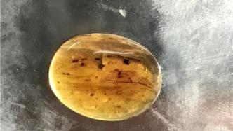 科学家在琥珀中发现世界上“最古老”精子