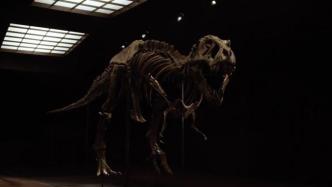 史上最完整霸王龙化石“史丹”拍卖在即