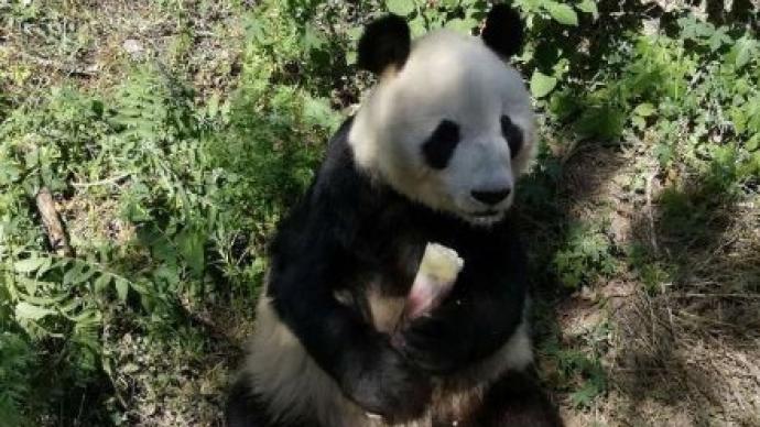 北京动物园28岁大熊猫“大地”去世