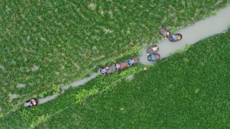身边的小康：嘉兴南湖菱农采摘忙、孵化器助力绿色农业