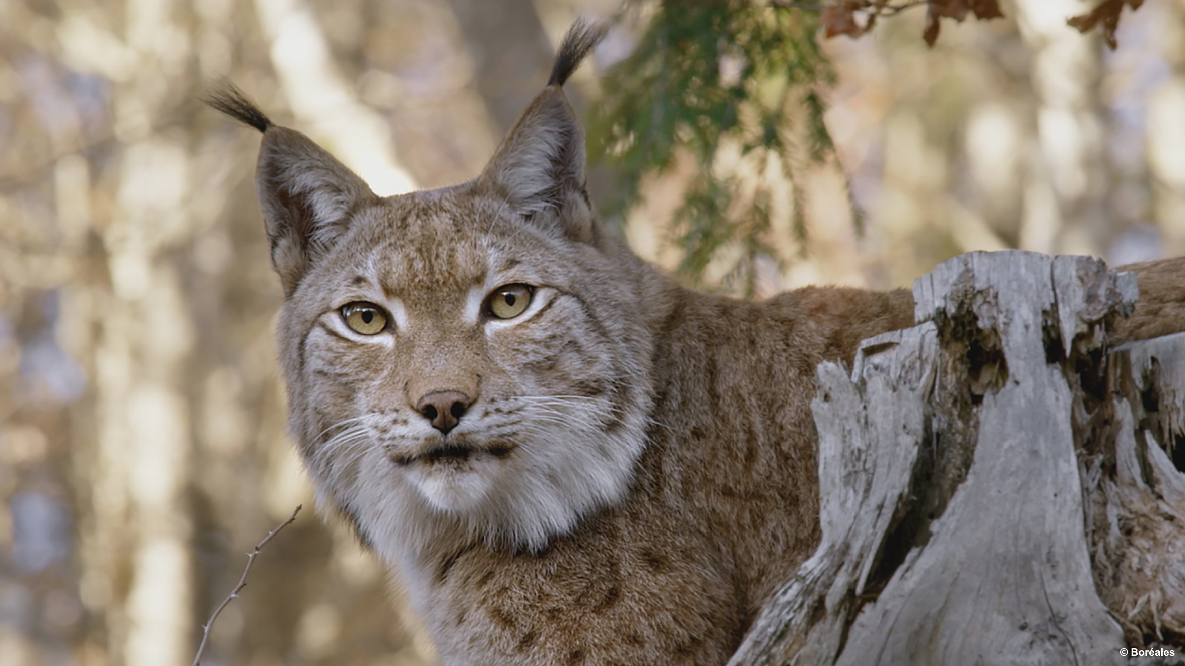《庇护所:阿尔卑斯山求生记》剧照,猞猁