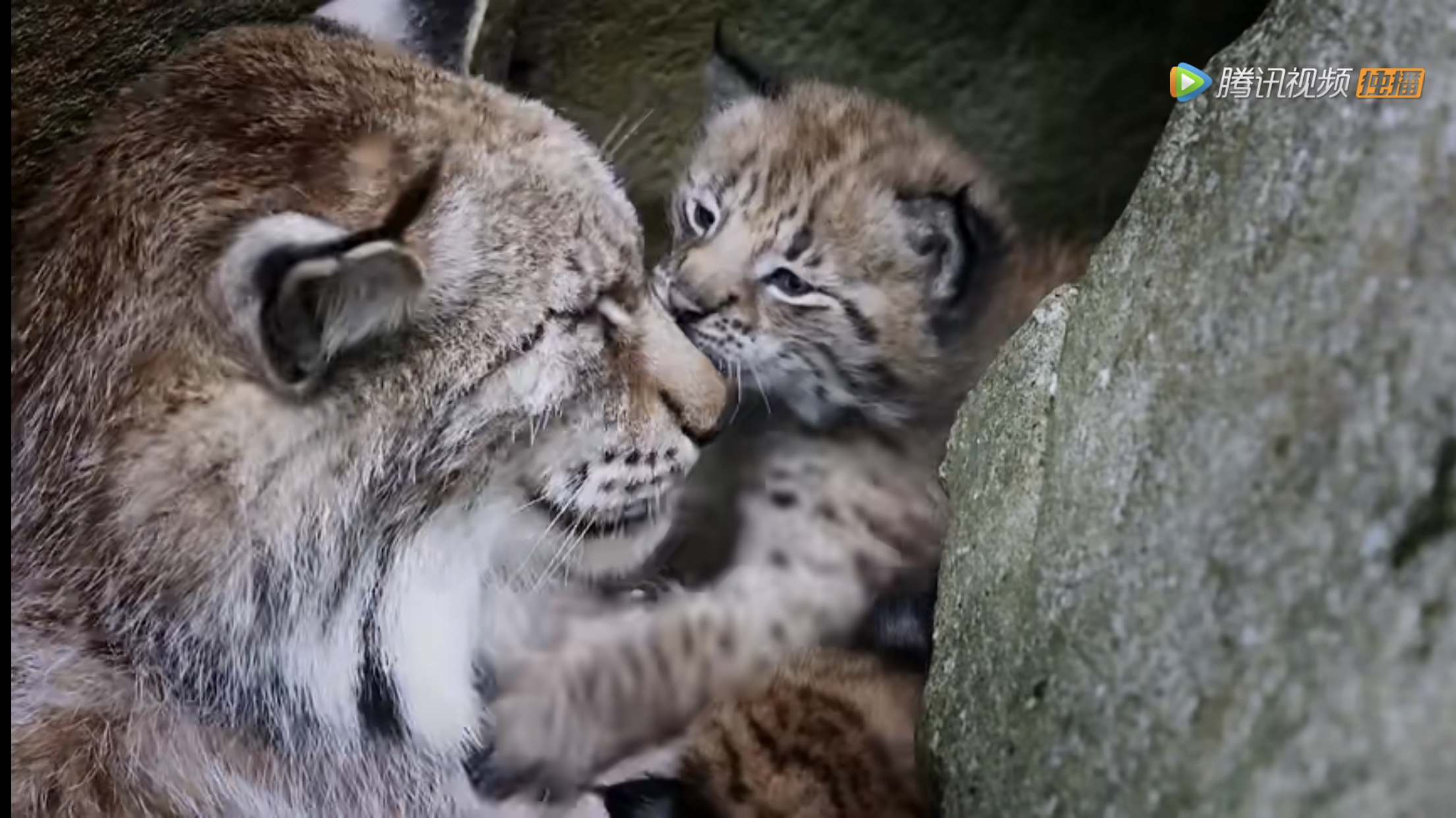 《庇护所:阿尔卑斯山求生记》剧照