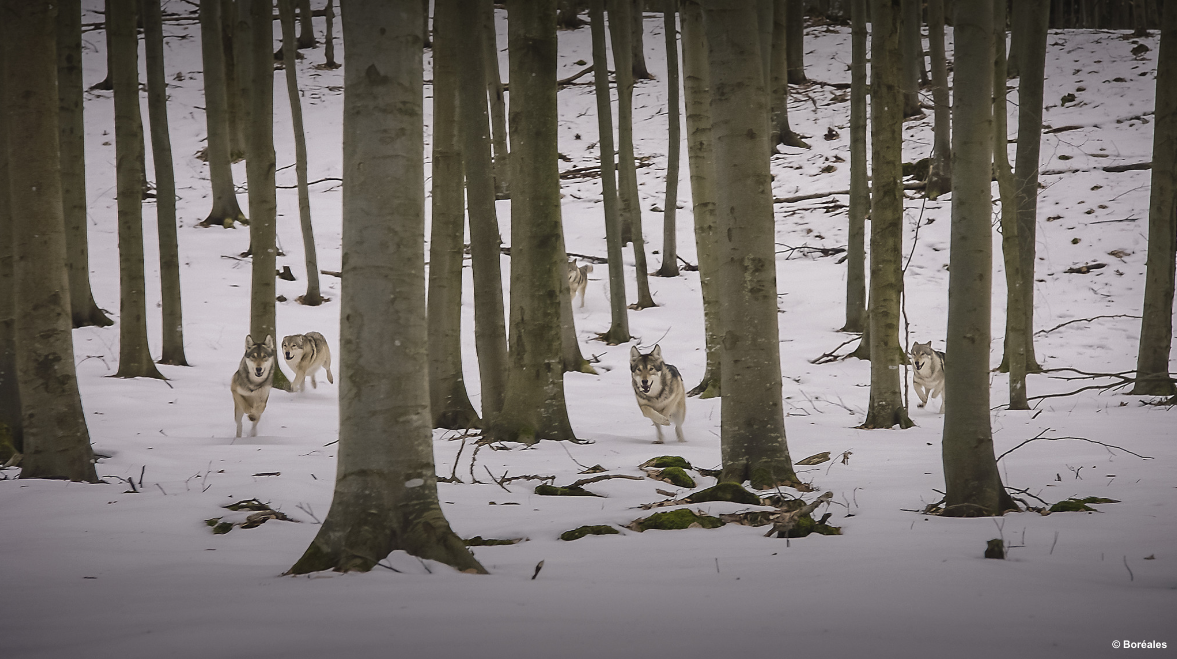 《庇护所:阿尔卑斯山求生记》剧照,狼群