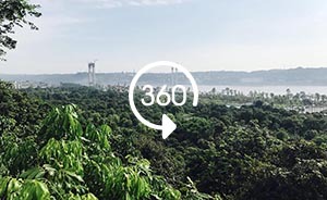 360°全景｜大江奔流：觀賞中國緯度最高、最古老的桂圓林