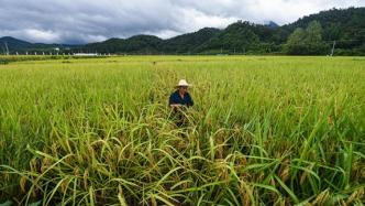 以法立行：中国探索珍惜粮食、反对浪费长远之道