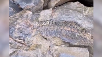 宜宾发现罕见远古生物化石，专家推测属于侏罗纪或白垩纪时代