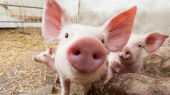 AI养猪绝非大材小用：精准饲喂、体温监测可降低养猪成本