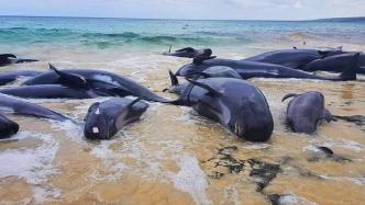 澳大利亚海滩又现搁浅鲸鱼，总数升至470头