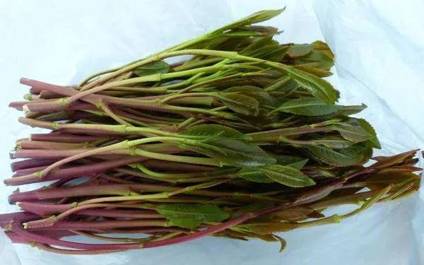 潇湘晨报微信公号|有人请你喝这种“茶叶”？千万别碰！严重或危及生命