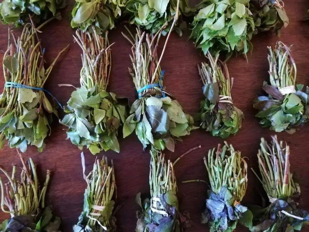 潇湘晨报微信公号|有人请你喝这种“茶叶”？千万别碰！严重或危及生命