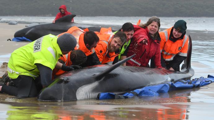 澳大利亚大规模鲸鱼搁浅：380头领航鲸死亡