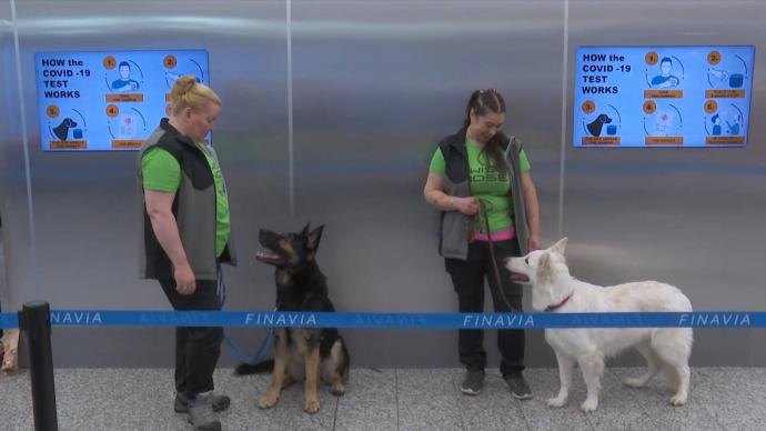 狗狗嗅新冠！芬兰机场将部署嗅犬探测新冠病毒