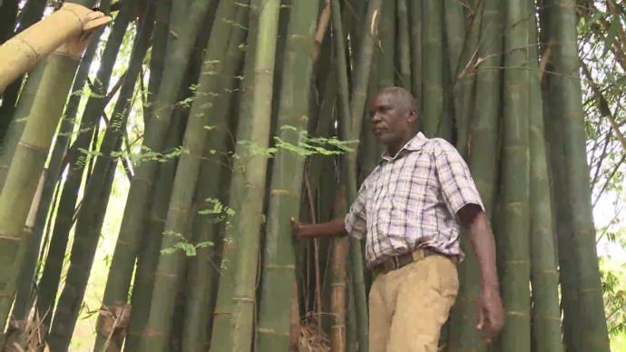 肯尼亚大力推广竹产业发展，愿与中国加深合作