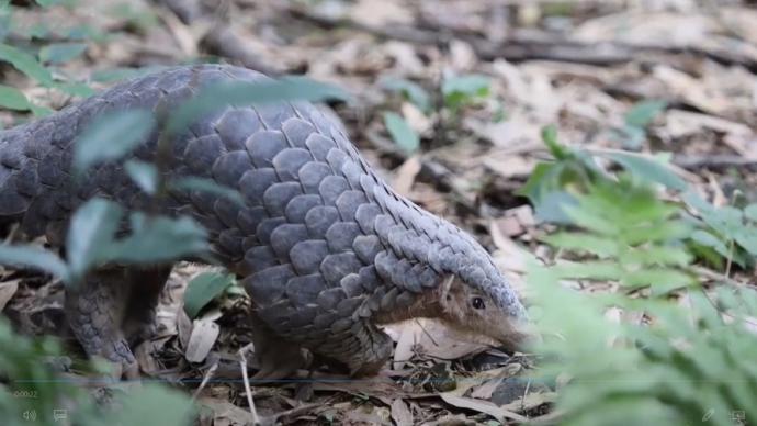 浙江臨海放生一只中華穿山甲:系當(dāng)?shù)亟?0年來首次成功救助