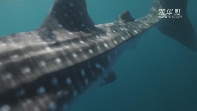 研究：雌性鲸鲨生长速度慢成年后体型更大