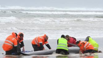 澳大利亚88头搁浅鲸鱼获救，部分将被安乐死