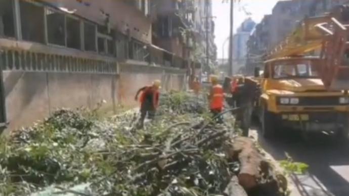 住建部通報“成都桂花巷行道樹被砍伐”:監(jiān)管部門履職不到位