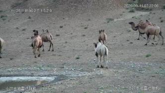 甘肃安南坝保护区现首例“白化”野骆驼：体型与成年骆驼相近