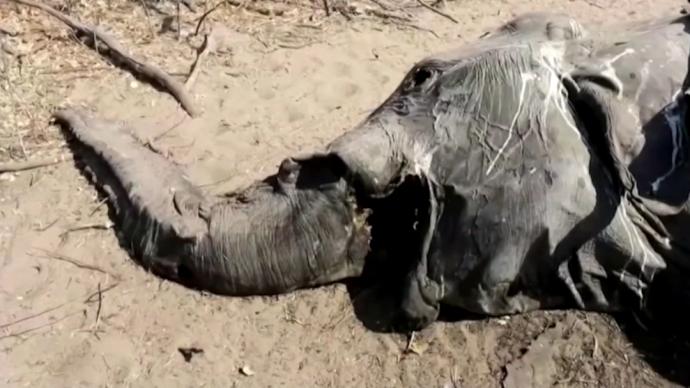 博茨瓦纳330头大象死因揭晓：饮水中毒