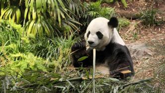 中国旅加大熊猫鲜竹供应暂获缓解，回国行程仍待敲定