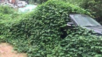 十堰一小车停放数月未动被藤蔓覆盖，远看仿佛披“绿衣”