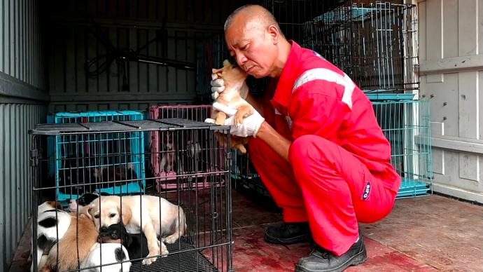敬畏生命！上海古寺僧人用27年救助超4500多只流浪动物