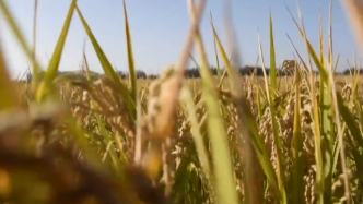 袁隆平团队研发耐盐碱水稻，新疆岳普湖亩产548.53公斤
