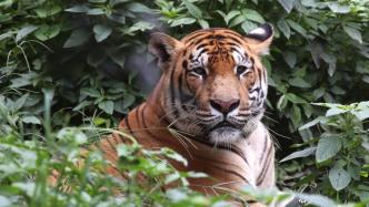 尼泊尔奇特旺国家公园现老虎杀人事件