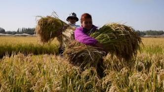 袁隆平团队重度盐碱地种稻亩产548公斤