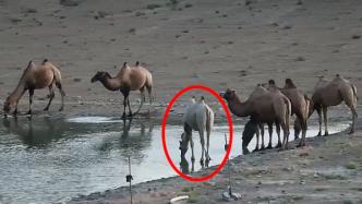 酒泉一处自然保护区发现首例“白化”野骆驼