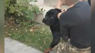 上海一女子为护女儿在家门口被大型猛犬撕咬，该犬伤人非首次