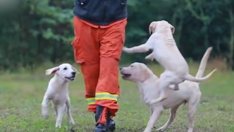 3只消防搜救犬取名“消防员”：潇潇、凡凡、圆圆