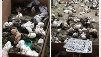 漯河一物流园上千只宠物滞留死亡，官方：已及时无害化处理