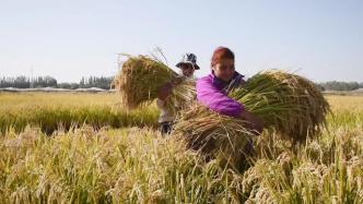 亩产548.53公斤，“海水稻”沙漠边缘盐碱地实地测产