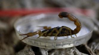 网购活体危险动物致受伤事件频发，蝎子蜘蛛快递仍有禁不止